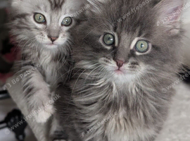 Two perfect brothers ready now