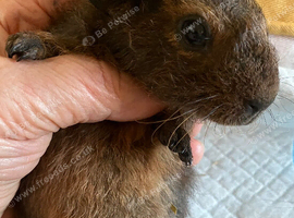 Lovely baby Guinea pigs