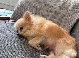 Cream female Pomeranian