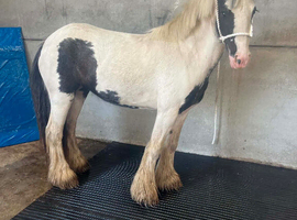 Delilah! Perfect kids pony, ride and drive!