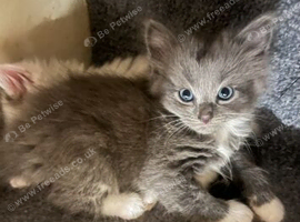 Beautiful kittens fluffy