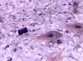 Bristlenose Pleco and bronze Coreys for sale
