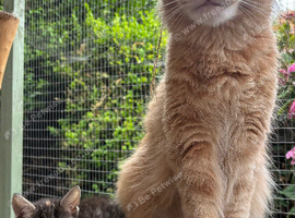 Gorgeous Maine Coon Kittens