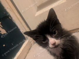 Male kitten ready now