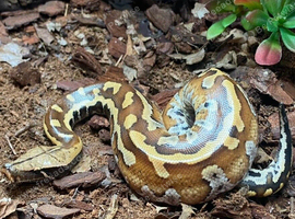 Blood Python het T- Albino at Birmingham Reptiles
