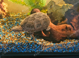 2 musk turtles