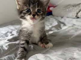 MAINECOON MIX KITTENS
