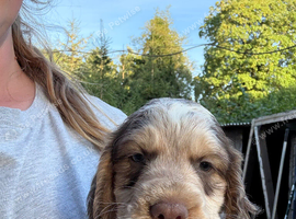 5 Roan Sprocker Puppies