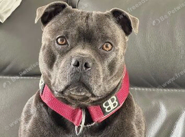 Home Raised Blue Staffordshire Bull Terrier Dog