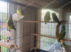 Young parrotlet