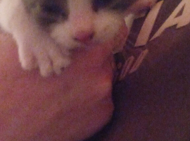 Kittens looking for there forever homes