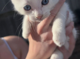 RARE british shorthair kittens