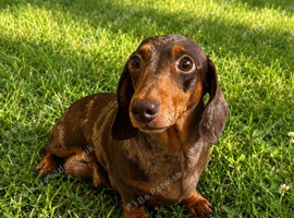 Female dog