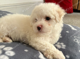 Puppy's for sale
