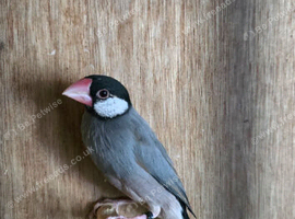 1 Female Java finch