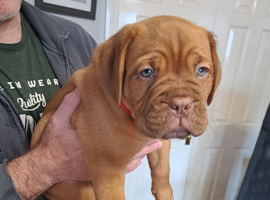 ** ALL PUPS NOW SOLD**