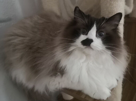 Male Ragdoll cat