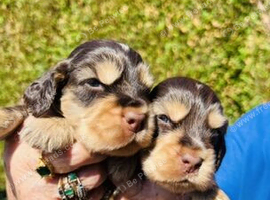 lyncham cocker spaniels