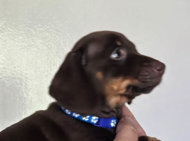 Miniature dachshund