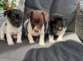 Jack Russel pups