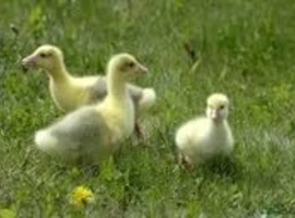 Embden Geese
