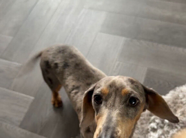 Miniature dachshund