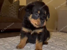 Rottweiler pups KC Registered + Champ Bloodlines