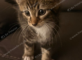 4 kittens