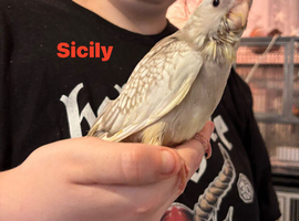 hand reared baby cocatiels