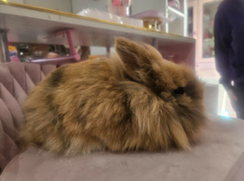 Baby miny lop ready