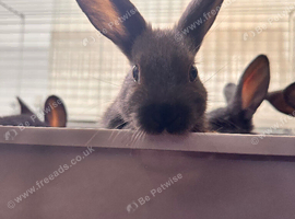 Confident, tame baby bunnies