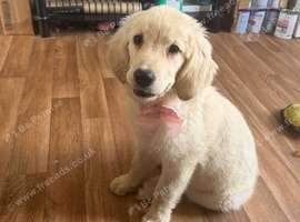 Beautiful female golden retriever