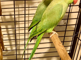 Indian Ring Parrots