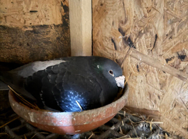 Racing pigeons