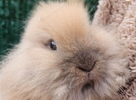 Cute double maned lionheads