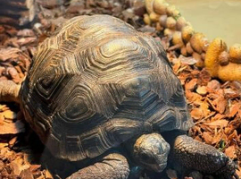 Tortoise (Aldabra)