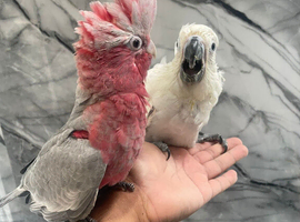 Hand Rearing Baby Super Tame Cuddly Galah Cockatoo Parrot