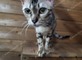 Pure silver Bengal cat