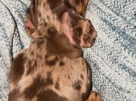 KC reg dapple miniature dachshund