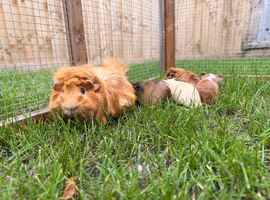 Funky Abby's and crested guinea pigs