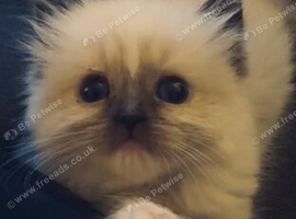 Ragdoll kittens ️