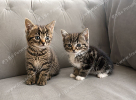 Part Maine Coon kittens