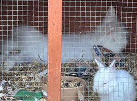 Baby bunny lion head rabbit for sale