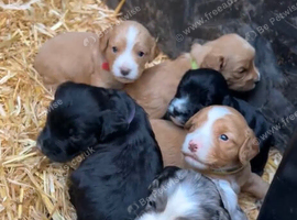 Beautiful cockapoo puppies