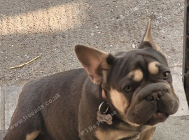 Big rope french bulldog