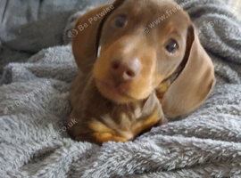 Stunning Miniture dachshund