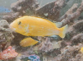 Blue Dolphin and Yellow Lab