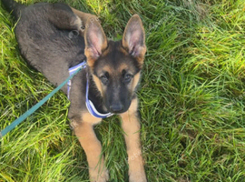 14 Week Female German Shepherd for sale