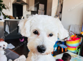 Male dog needs a new home