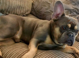 6 year old french bulldog simba looking for a loving home